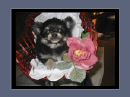 Chihuahua Black und Tan